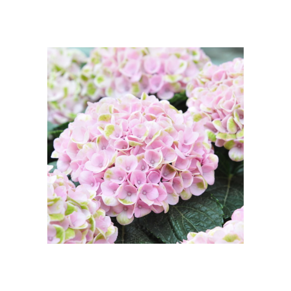 Hortensia bouquet rose - hydrangea macrophylla bouquet rose 40/60cm pot 3l