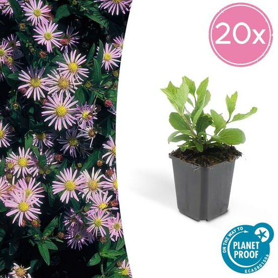 Aster du japon 'asran' x20 – entre 1,25 et 1,67m2