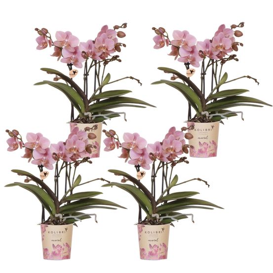 Lot de 4 orchidées phalaenopsis 'trévise' rose antique - pot de 9cm - plantes d'intérieur