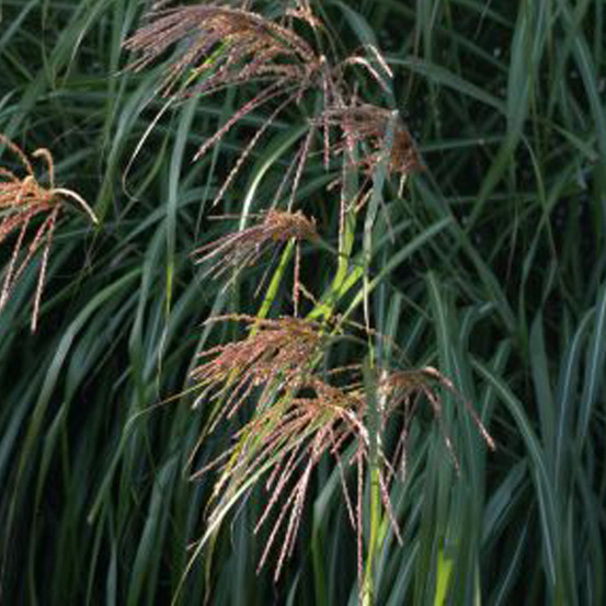 6 x eulalie de chine 'china' - miscanthus sinensis 'china' - godet 9cm x 9cm