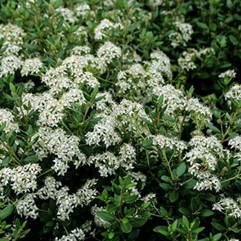 Olearia x haastii pot de 2l/3l