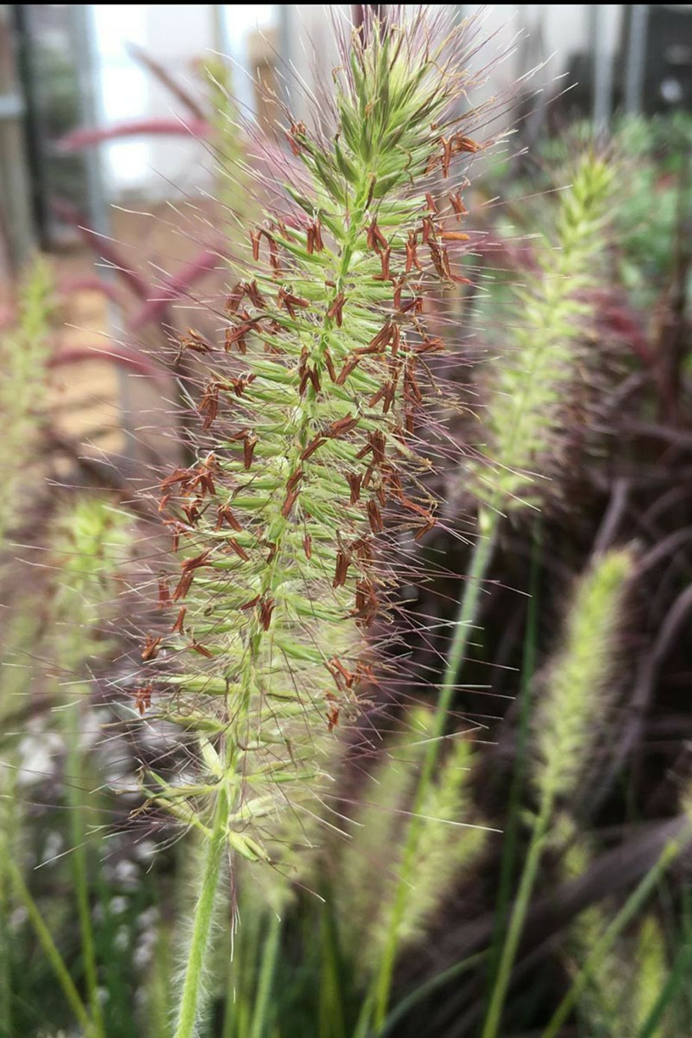 Pennisetum 'gelbstiel' - en pot de 3 litres
