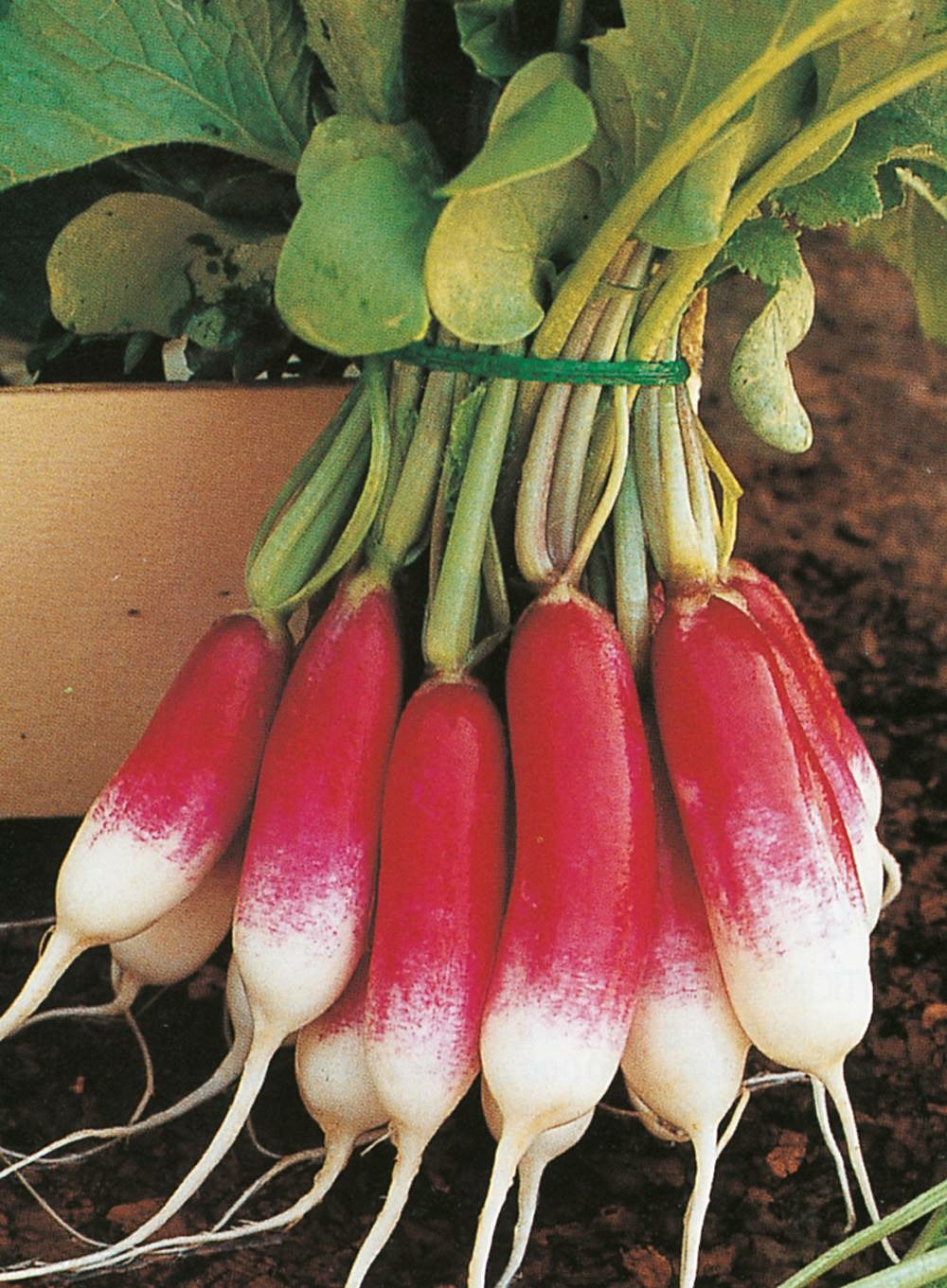 Radis de dix huit jours bio - 10 g