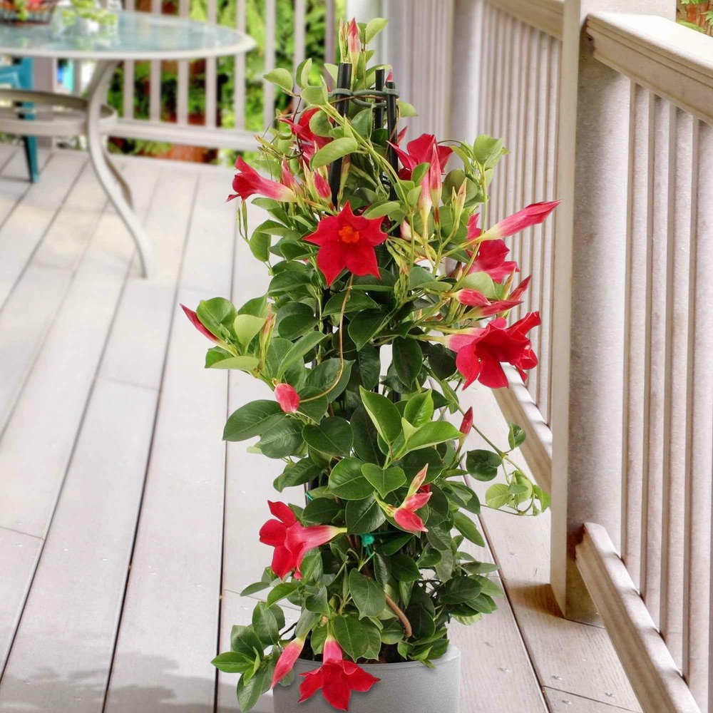 Jasmin du brésil - dipladenia pyramide rouge - le pot / 2l / hauteur livrée 40-50cm