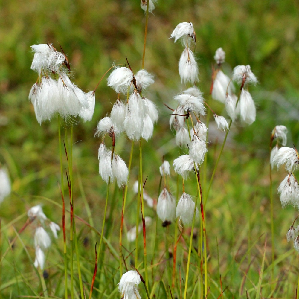 Linaigrette à feuilles étroites - le pot / ø 9cm