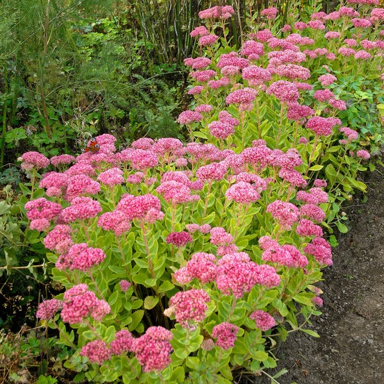 Sedum brillant - le pot / ø 9cm, vendu par lot de 4