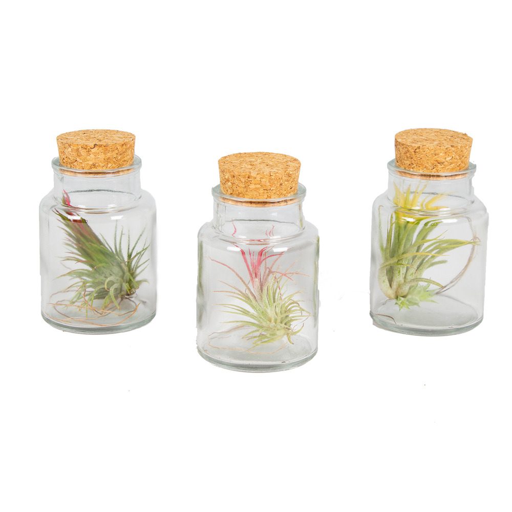 Lot de 3 - tillandsia en verre - plantes aériennes - plantes d’intérieur - taille 5-15 cm