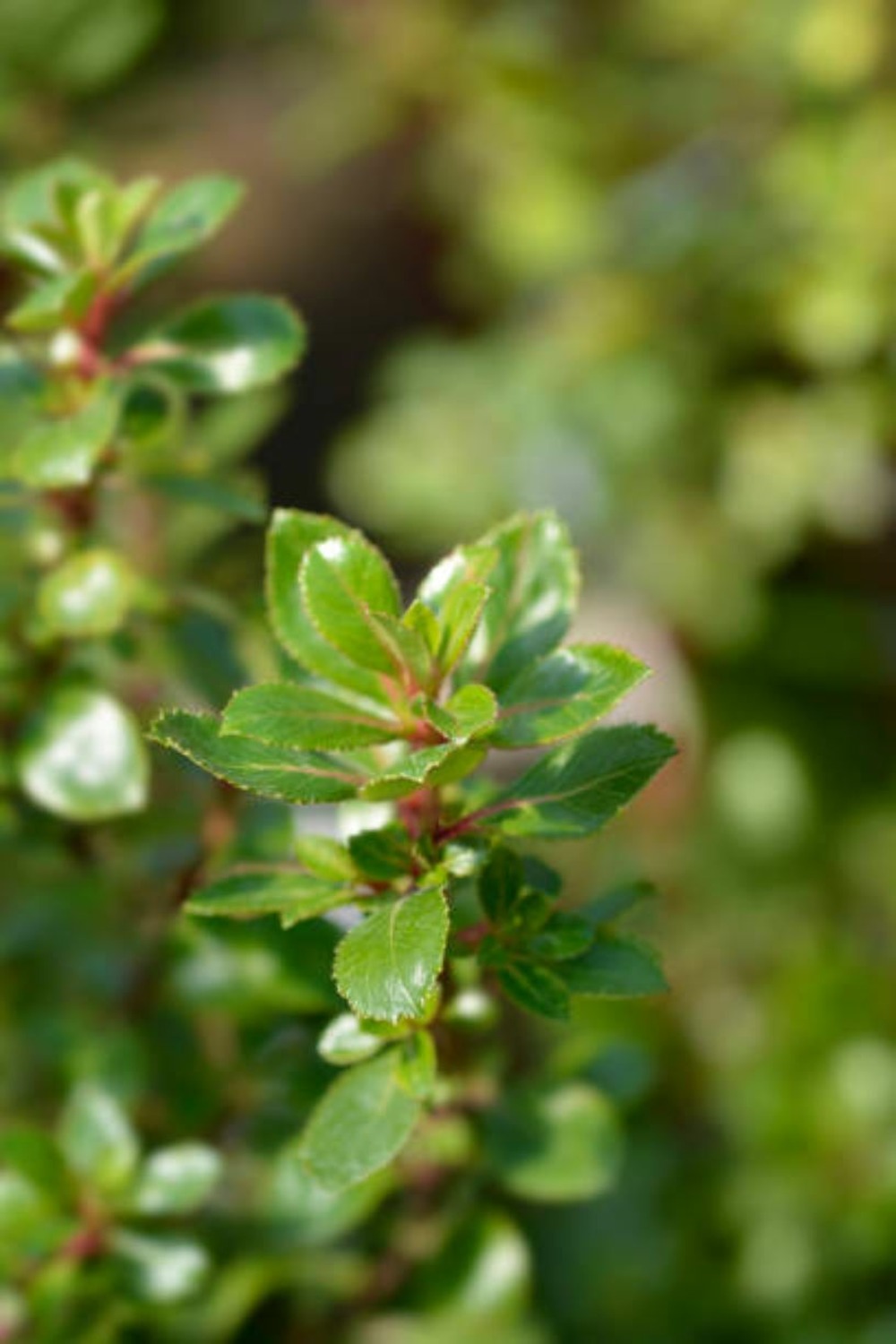 Escalonia red dream c4l.