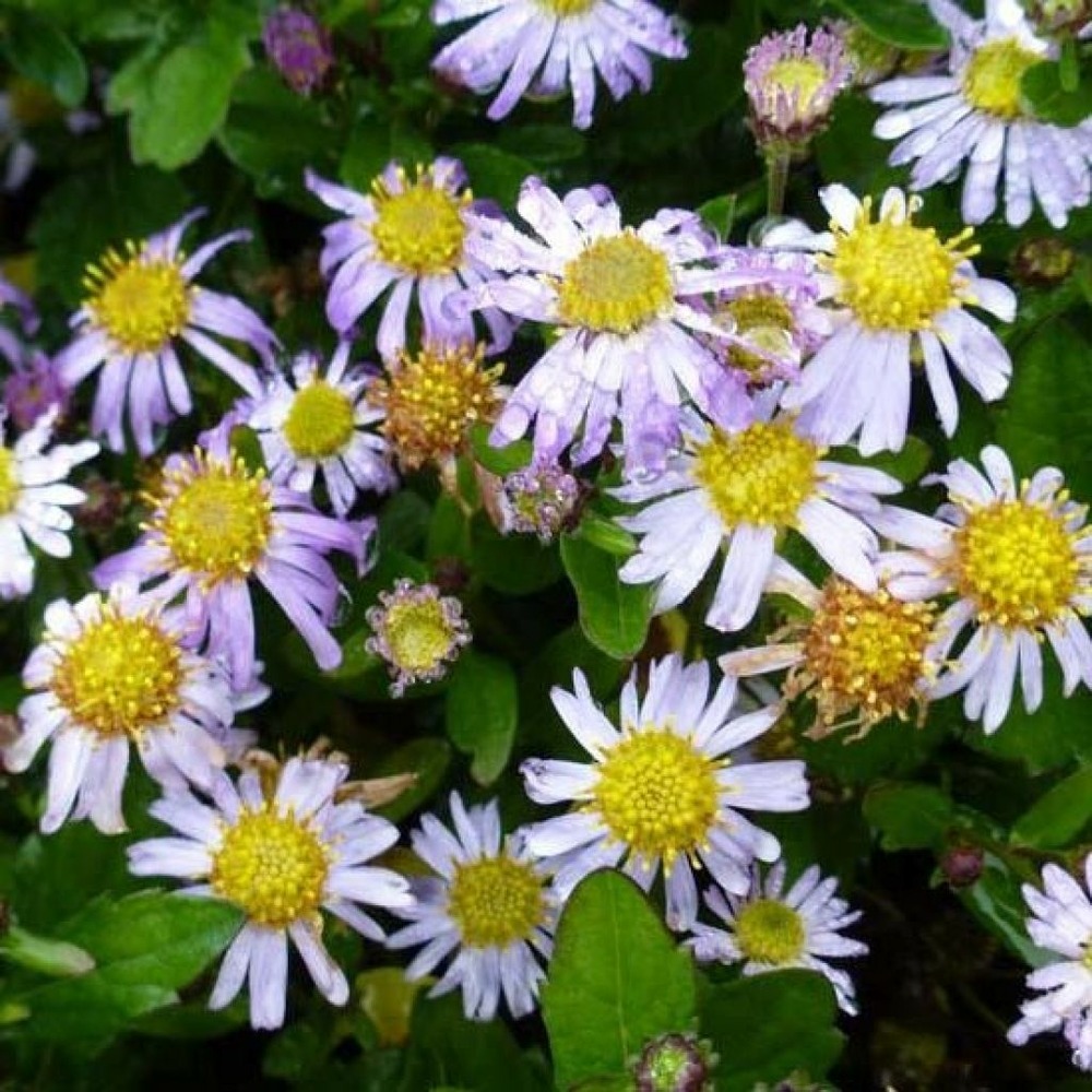 Aster 'asmoe' godet de 8/9 cm