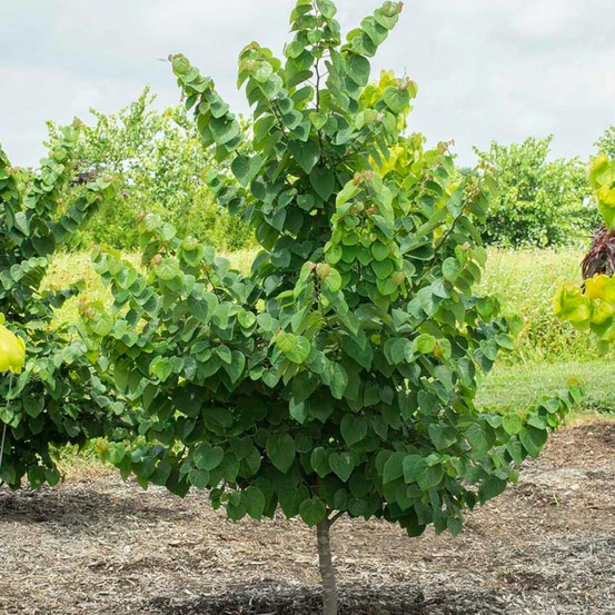 Cercis, gainier, arbre de judée garden gems® emerald 'nc2014-5' pot de 7,5l - 60/80 cm