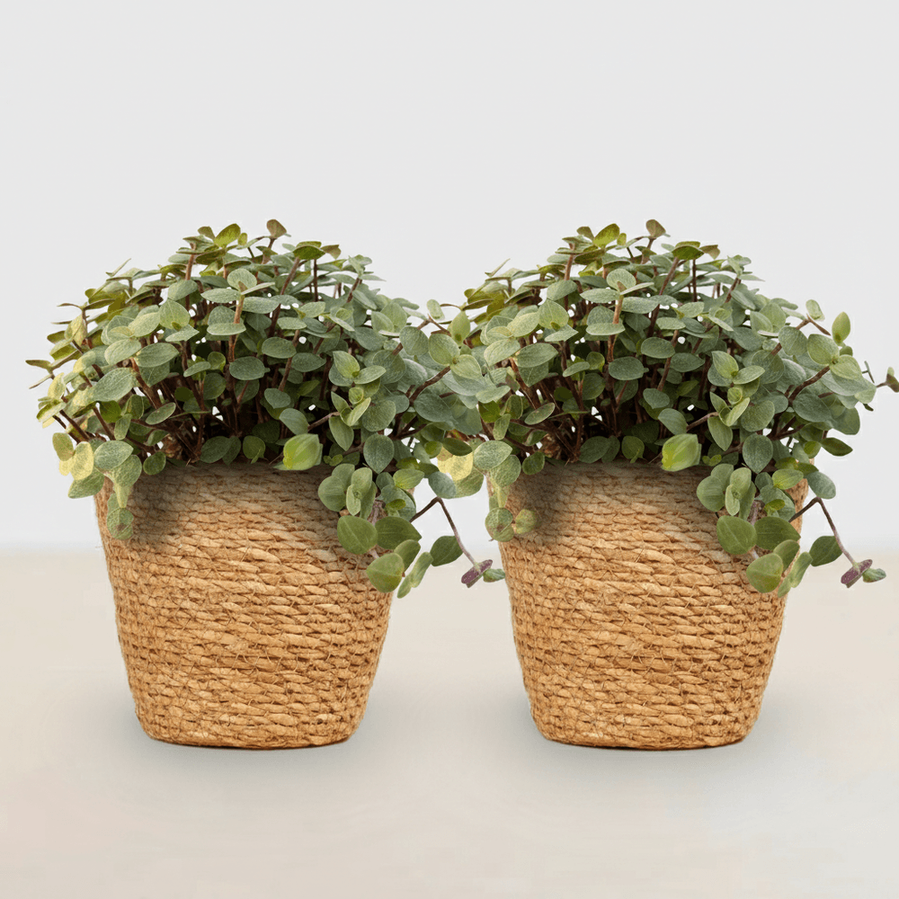 Calissia repens - pet-friendly - pot de 12cm - hauteur 17-20cm