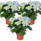 3x hydrangea macrophylla 'early blue' – hortensia – arbuste - rustique – ⌀14 cm - ↕30-40 cm