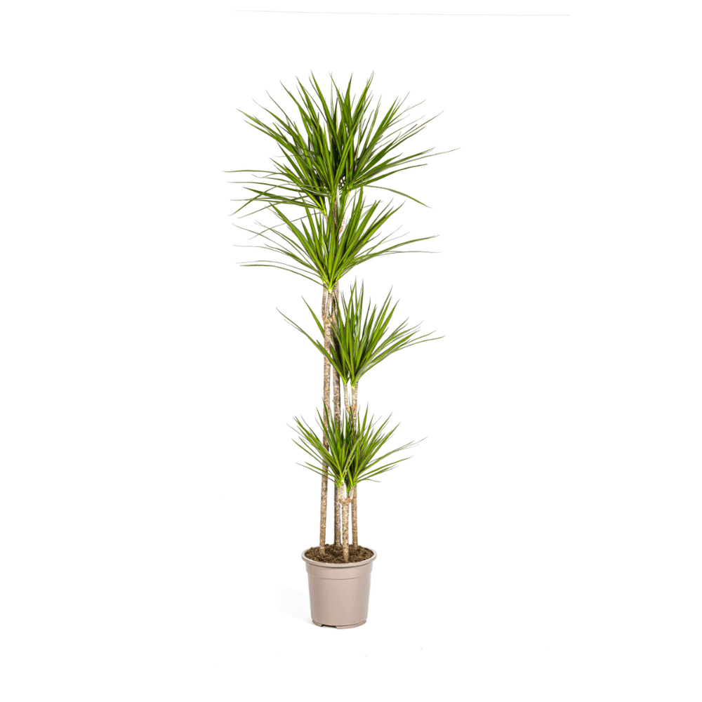 Dracaena marginata green ø27cm - ↕170 - 190cm - plantes d'intérieur