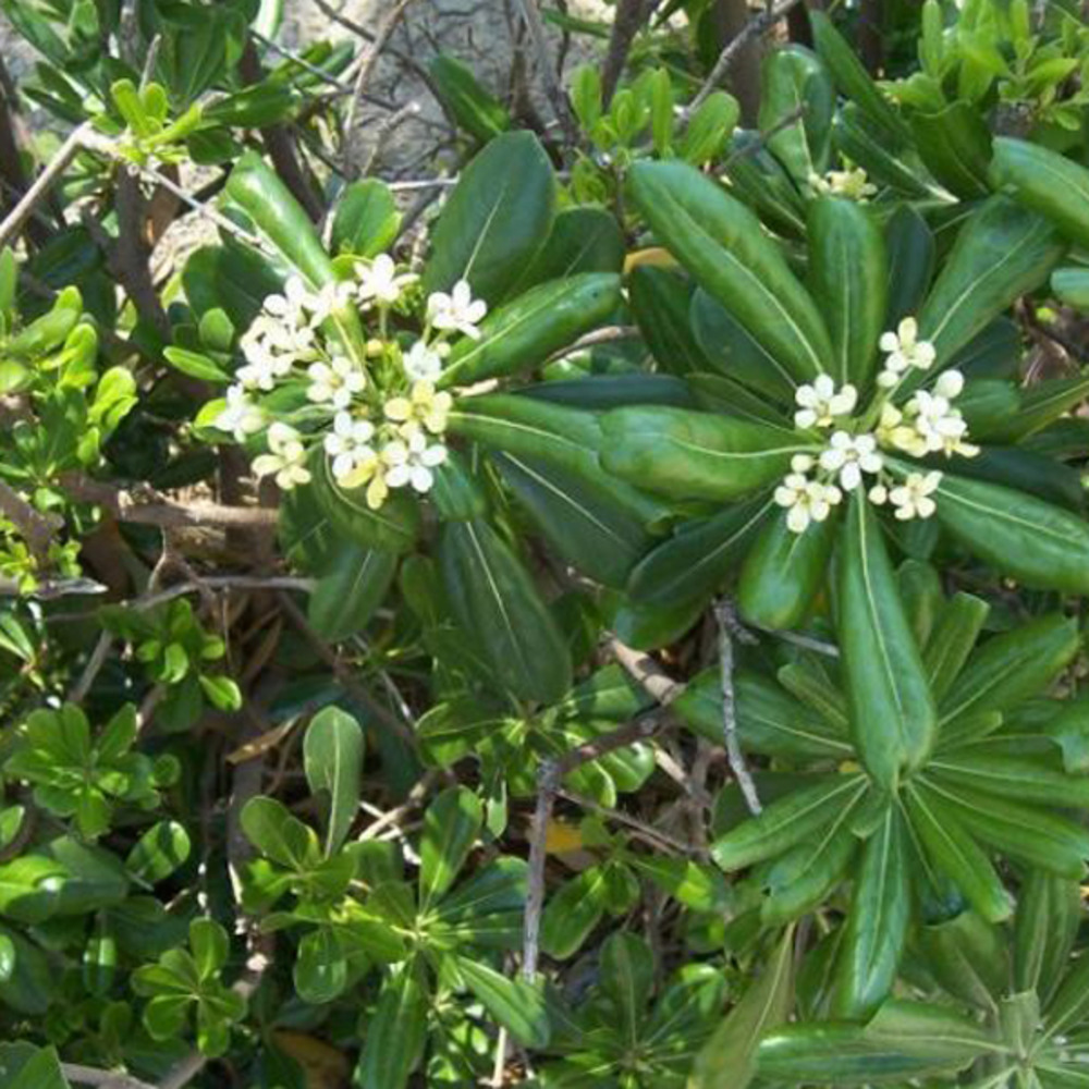 2 x weigela de floride 'verweig' - weigela florida 'monet' ('verweig') - 50-60 cm pot 2 x weigela de floride 'verweig' - weigela florida 'monet' ('verweig') - 50-60 cm pot