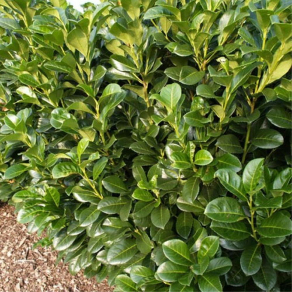 Laurier-cerise etna - prunus laurocerasus etna en pot 60/80cm