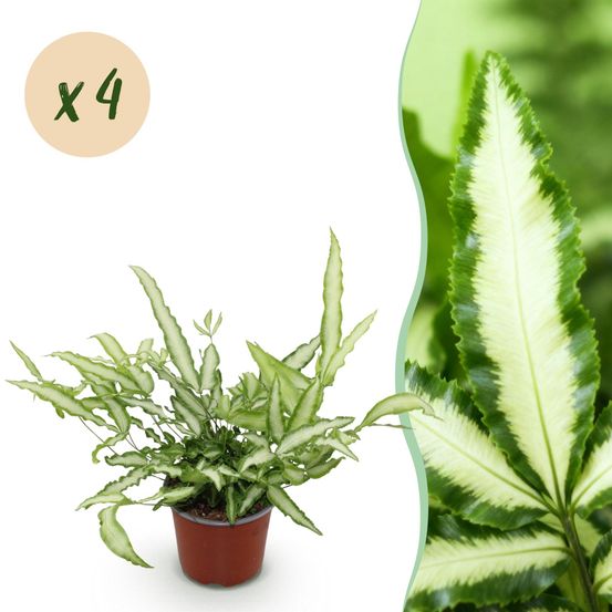 Pteris cretica albolineata - pet-friendly - plante fougère - pot de 12cm - hauteur 20-30cm - plantes d'intérieur