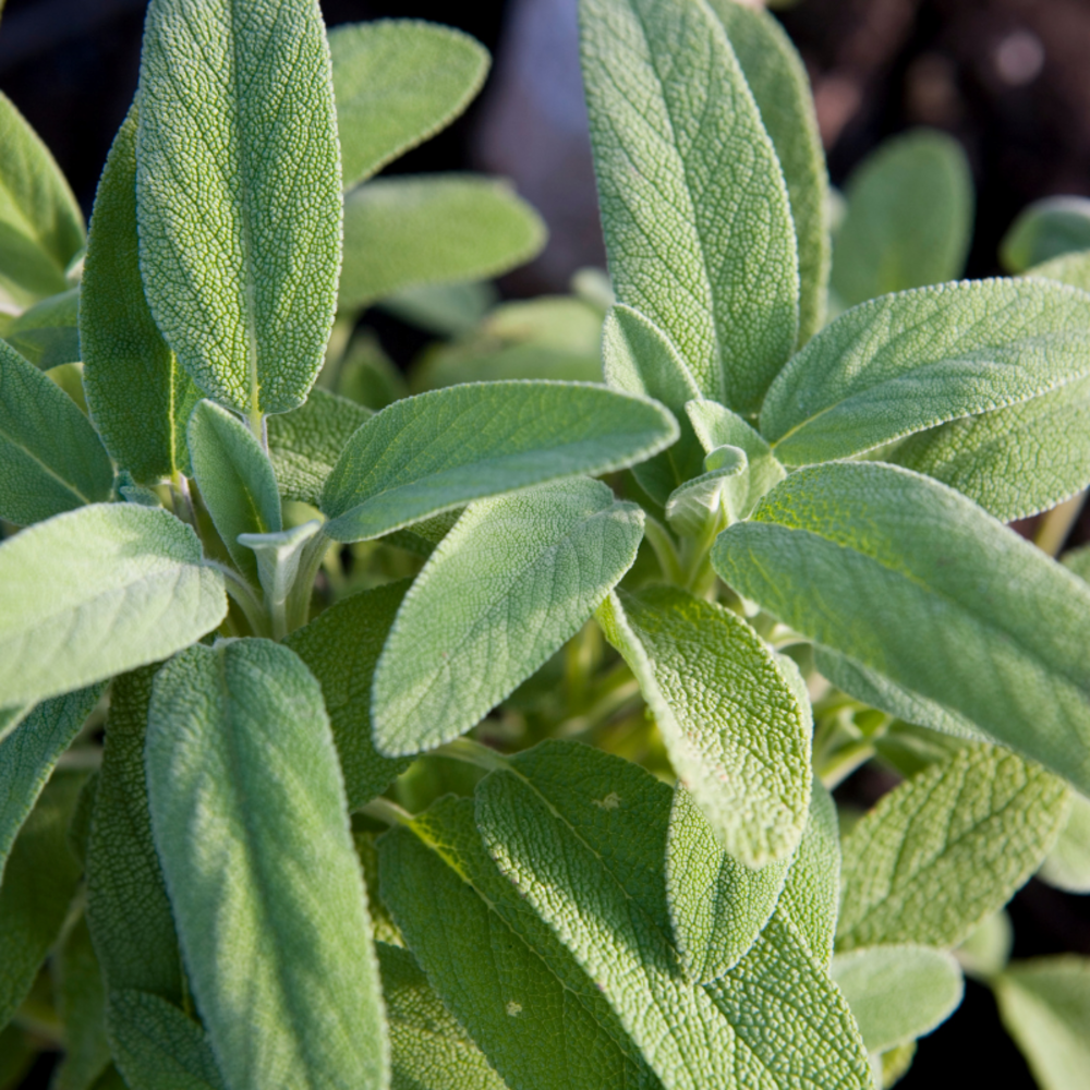 Plant sauge officinale pot 1l