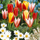 20 tulipes botaniques en mélange, le sachet de 20 bulbes / circonférence 10-11cm