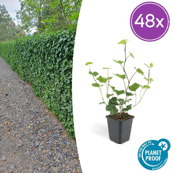 Lot de 48 - hedera hibernica - h10-25 cm