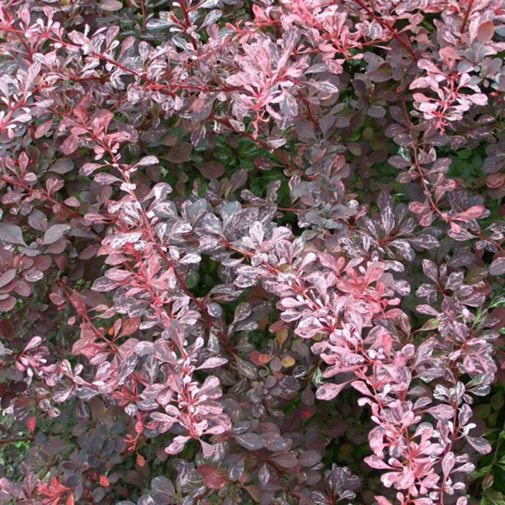 2 x épine-vinette à feuilles - berberis thunbergii 'rose glow'  - 30-40 cm pot