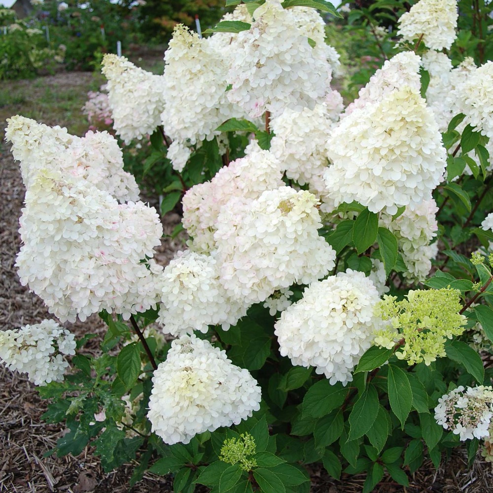 Hortensia paniculé 'diamantino® 'ren101' ' pot de 3l/4l