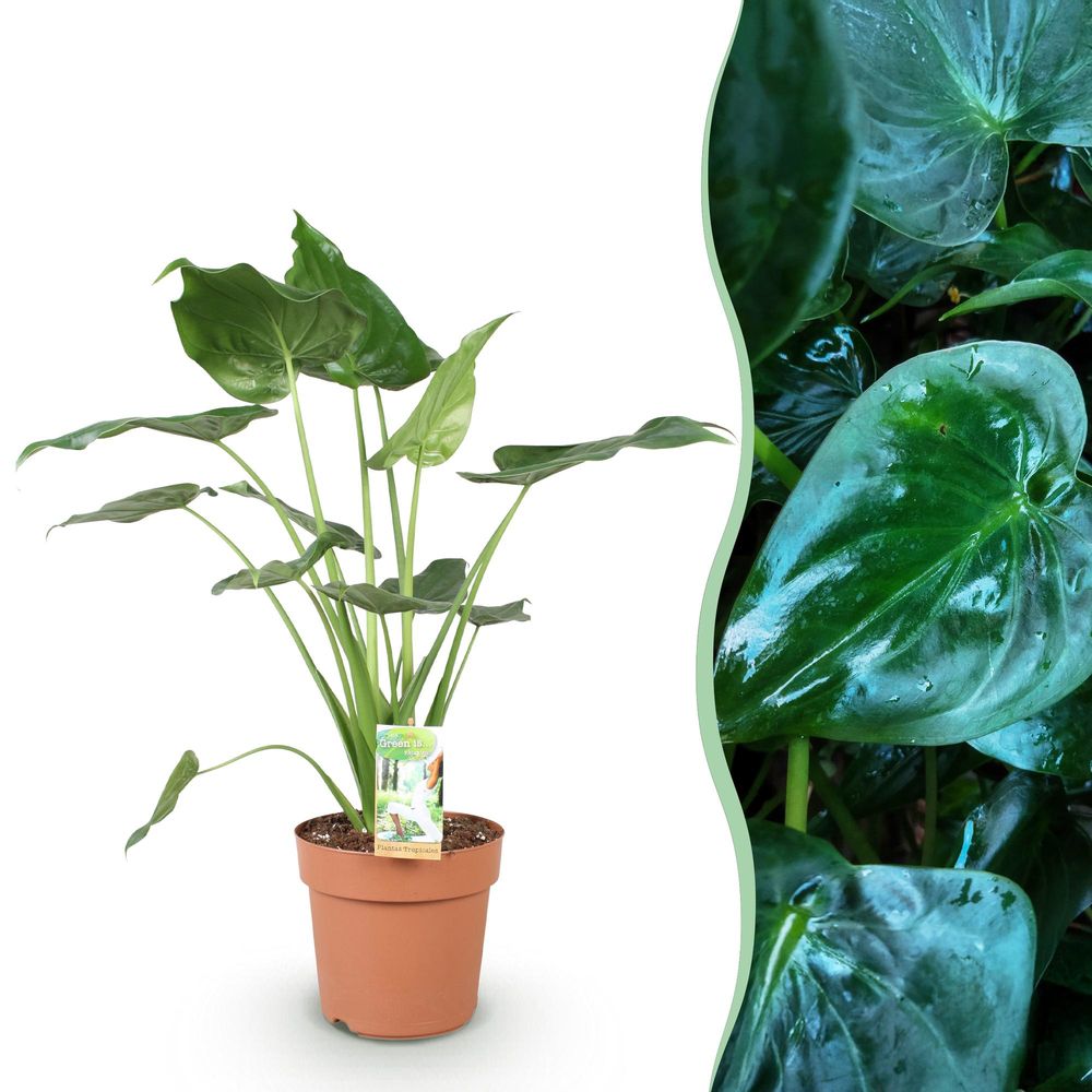 Alocasia cucullata - main de bouddha - ø21cm - ↕70cm - plante d’intérieur