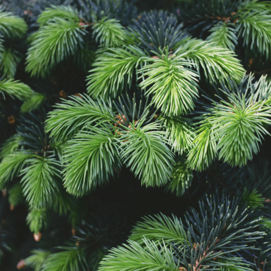 Épicéa midget - picea sitchensis midget 20/30cm pot 2,5l