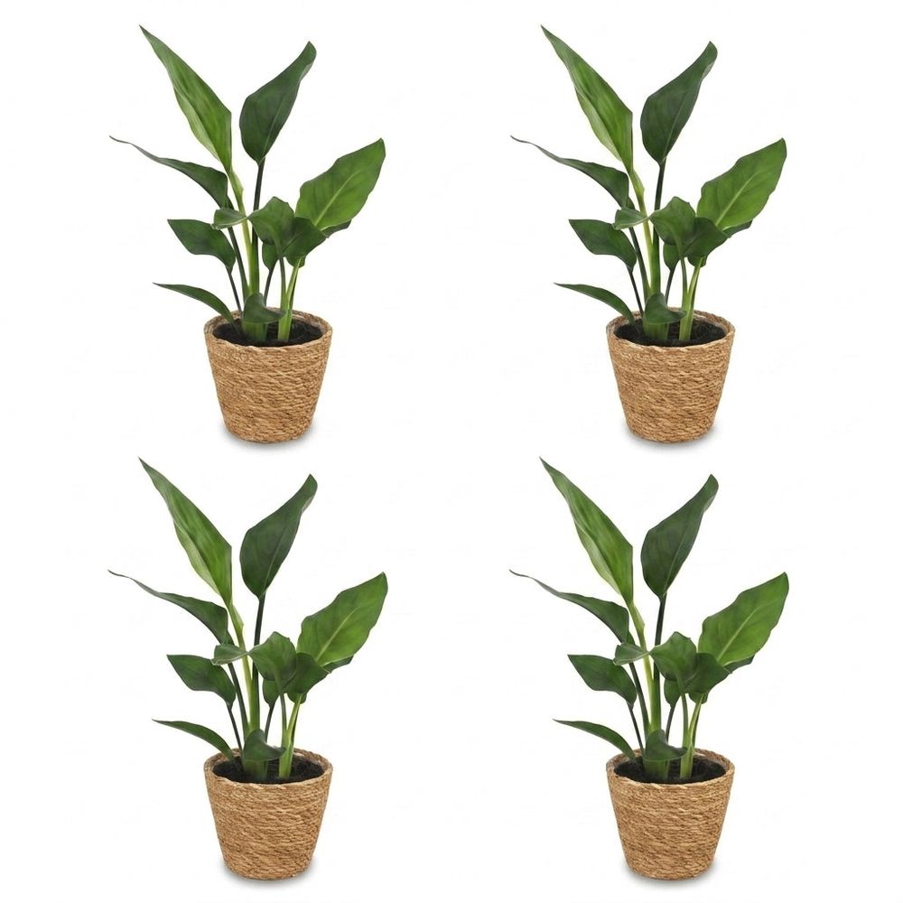 Strelitzia reginea - oiseau de paradis - pot de 12cm