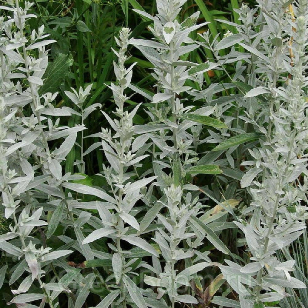 Armoise blanche silver queen godet - 5/20 cm