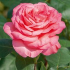 Rosier buisson rose 'Panthère Rose®' Meicapinal : en motte
