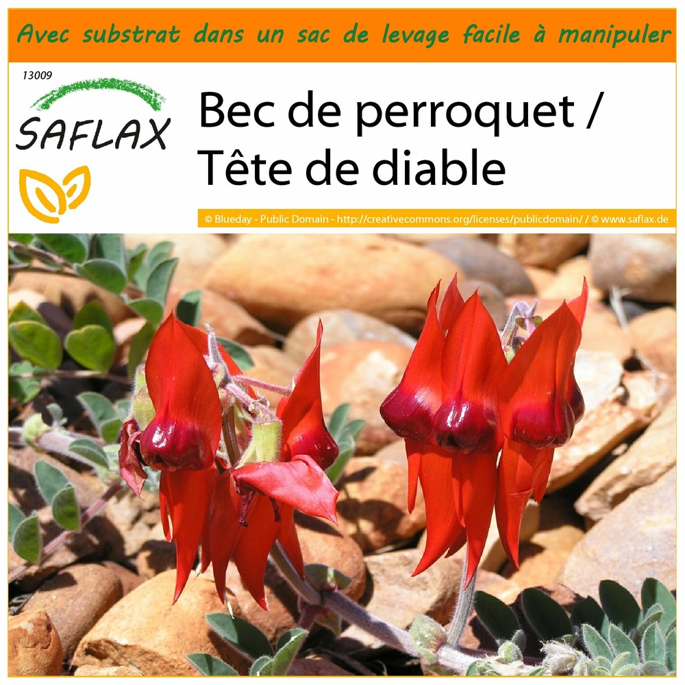 Garden in the bag - bec de perroquet / tête de diable - 20 graines - clianthus formosus syn. Swaisonia formosa