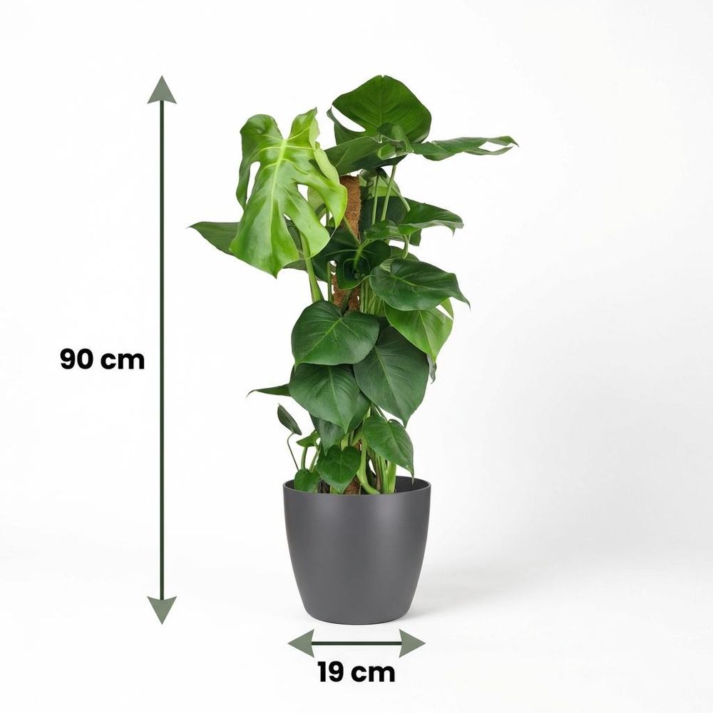 Monstera deliciosa avec tuteur - pot de 19cm - hauteur 90cm