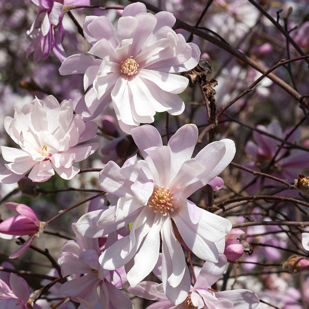 Magnolia étoilé 'rosea' pot de 7,5l/10l