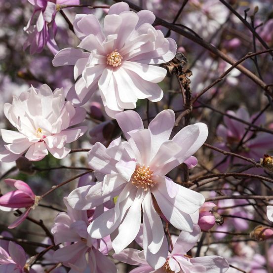 Magnolia étoilé 'rosea' pot de 7,5l/10l