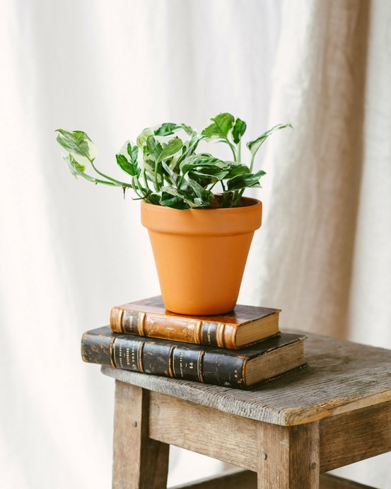 Pothos n'joy 15cm - plante d'intérieur