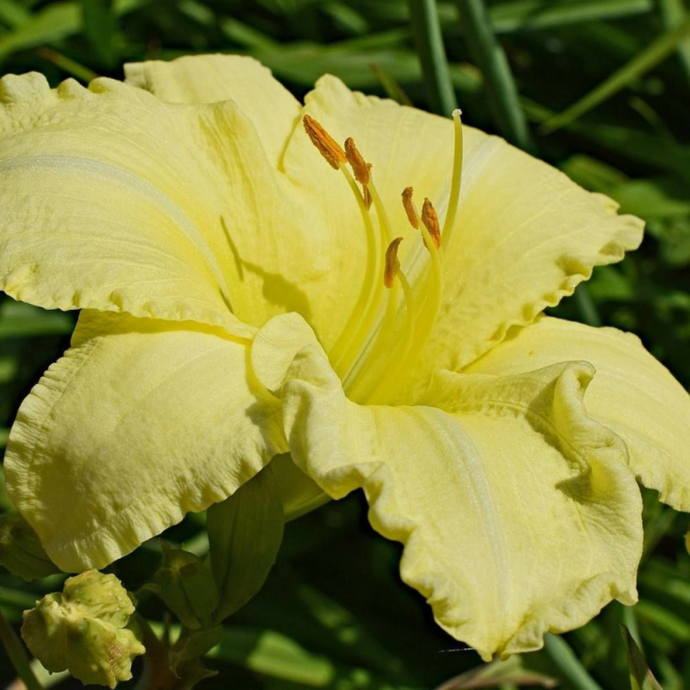 Hémérocalle ice carnival lot de 3 godets