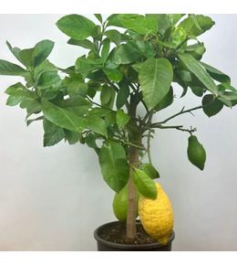 Citronnier des 4 saisons (citrus limon)