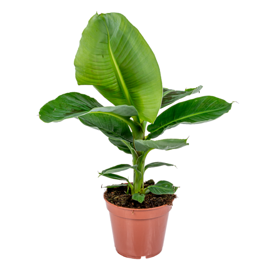 Musa dwarf cavendish - bananier d’intérieur - plante d’intérieur - hauteur 60-70 cm - pot 17 cm