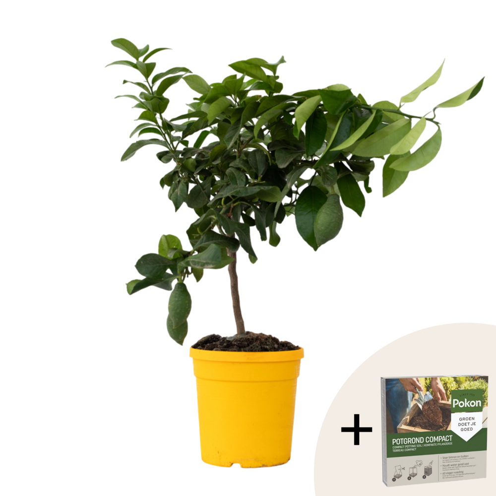 Citronnier - citrus limon - hauteur 60-70cm - ⌀19cm