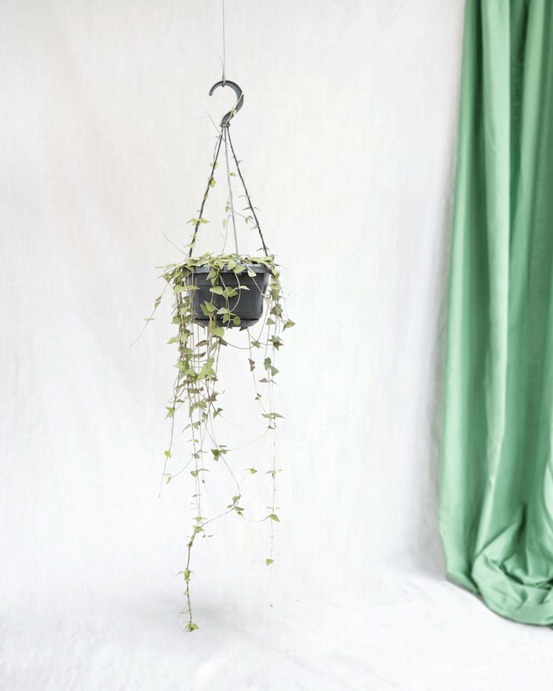 Ceropegia linearis remy - h38 cm - ø14 cm