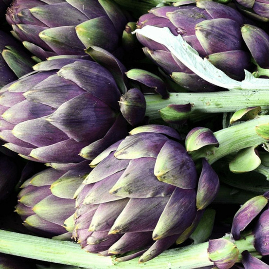 Plant d'artichaut amethyst pot de 1l