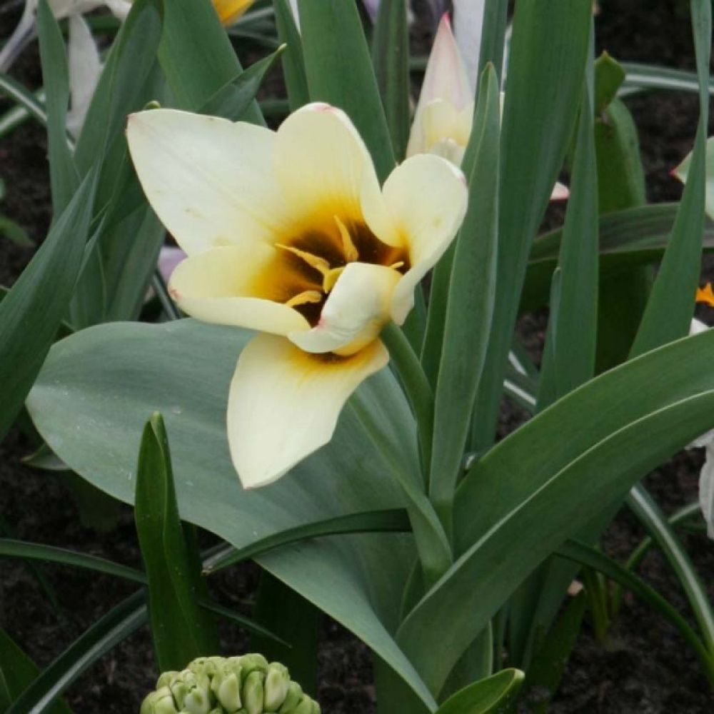 Tulipe fosteriana 'concerto' bulbe calibre 12+ (par 10)