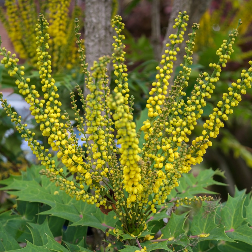 Mahonia charity - le pot / 3l / hauteur livrée 30-40cm, vendu par lot de 2