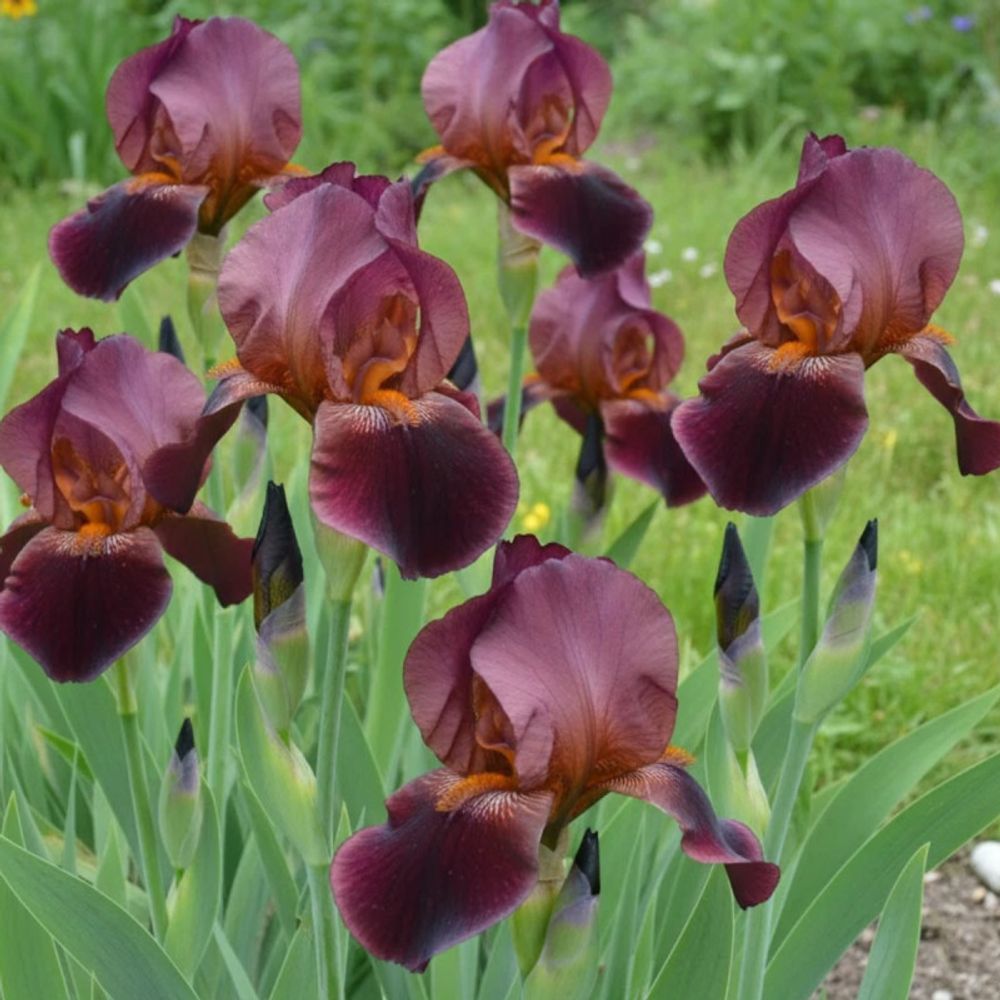 Iris des jardins frontier marshal lot de 9 godets