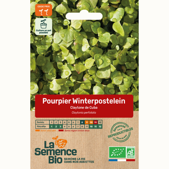 Pourpier winterpostlein claytone de cuba - graines bio