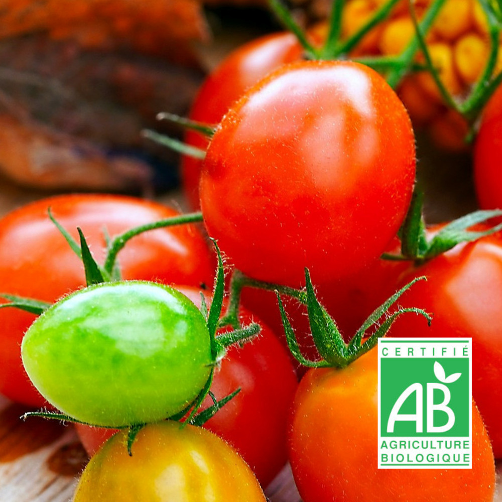 Graines de tomate miel du mexique - sans traitement sachet