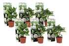 Hydrangea macrophylla 'wudu' - set de 6 - hortensia fleur blanc - plante jardin exterieur robuste - pot 9cm - hauteur 25-40cm