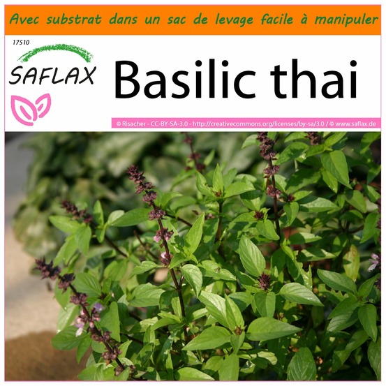 Garden in the bag - basilic thai - 200 graines - ocimum basilicum