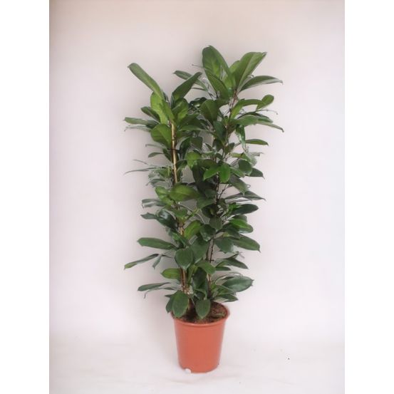 Ficus cyathistipula - h120 cm - ø27 cm