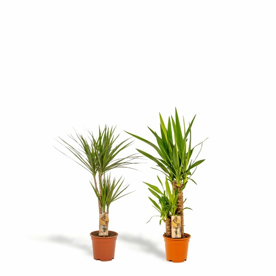 Plante d'intérieur - yucca, dracaena, duo de plantes h90cm 90cm - plante d'intérieur 90cm